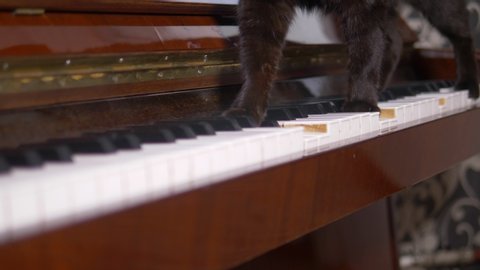 the cat is playing the piano. closeup. paws of a cat walk on the piano keys.