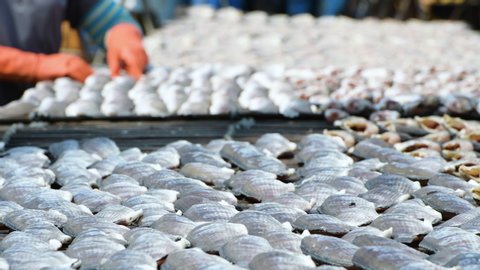 Fisherman Preparation for gourami Fish that are dried in solar fish drying plant with sun light.Salted preservation seafood raw fish fillets drying on wicker table in local market.