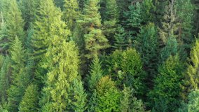 Dense spruce forest wilderness in the Ukrainian Carpathian Mountains. as seen from a slow ascending aerial drone perspective.