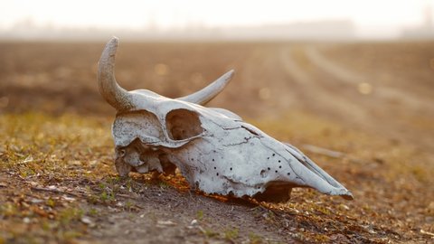 Skull of a bull in the field on sunset during sandstorm, wind