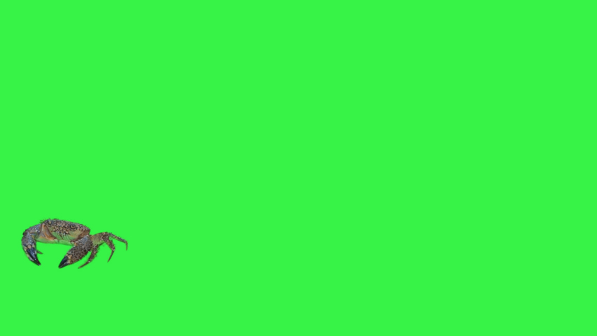 This stock video shows a crab moving in front of a green screen.