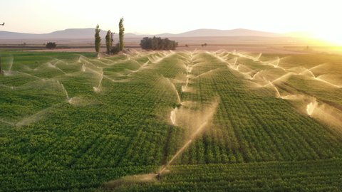 Irrigation system in agricultural field at sunset. Aerial view.