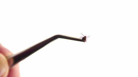 Small ixodic tick with six paws being held in tweezers at white background. The mite is being in focus and then it's picture blurred. Theme of looking at small parasitic insects.
