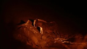 The spotted hyena (Crocuta crocuta), also known as the Laughing Hyena feeding on the carcass of an elephant. Night video of hyena.