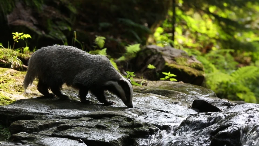 Badger image - Free stock photo - Public Domain photo - CC0 Images