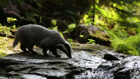 The European badger (Meles meles) also known as the Eurasian badger or simply badger is looking for food at a waterfall in a forest stream.