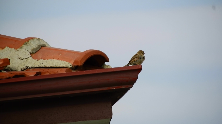 House Sparrow on roof image - Free stock photo - Public Domain photo ...