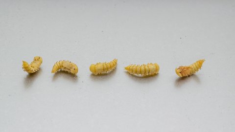 Incubation hatching of meal worms from pupa