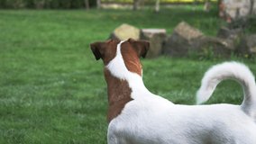Jack Russell Terrier play on backyard lawn