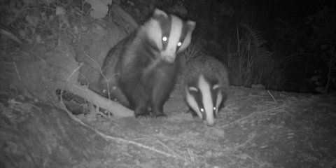 European Badger (Meles Meles) Mother and Cub, Somerset UK, Spring 2020