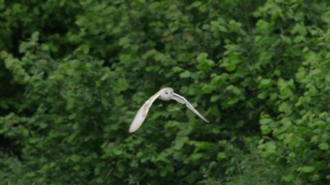 Barn owl (Tyto alba) flying, Compton Abbas, Dorset, UK