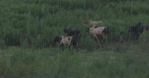 African children graze cows in the rain