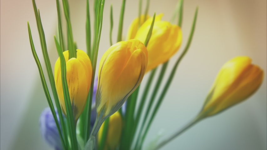 spring bouquet of yellow crocuses opens on a light background
