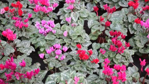 Closeup of potted bushes of Cyclamen persicum with colored flowers during seasonal blossoming in hothouse