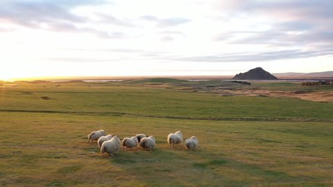 Lamb. A flock of sheep runs across the field. Icelandic sheep. Sunset.