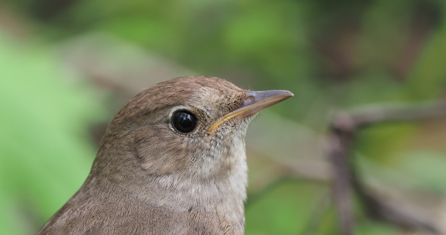 Thrush nightingale (Luscinia luscinia) sings, closeup. The thrush nightingale (Luscinia luscinia), also known as the sprosser, is a small passerine bird of the Muscicapidae family. Royalty-Free Stock Footage #1051695562