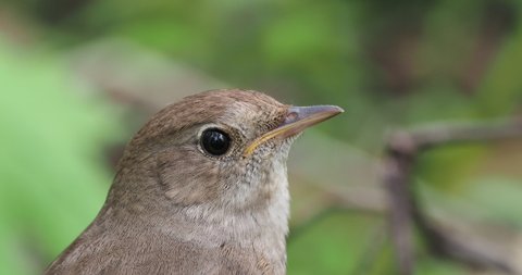 Thrush nightingale (Luscinia luscinia) sings, closeup. The thrush nightingale (Luscinia luscinia), also known as the sprosser, is a small passerine bird of the Muscicapidae family.