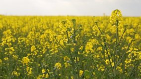 A large field of rapeseed blooms on a sunny day, in spring
