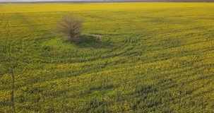 Aerial survey of a yellow field of rapeseed and a tree nearby, 4k