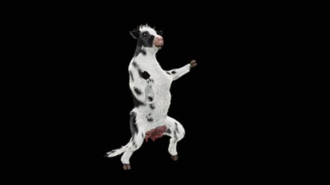 Cow Dance CG fur 3d rendering animal realistic CGI VFX Animation Loop  composition 3d mapping cartoon, Included in the end of the clip with Alpha matte.