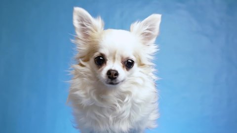 joyful, satisfied and happy white fluffy Chihuahua dog wags tail and moves his ears isolated on blue background, 4k
