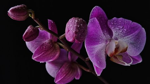 Timelapse Of Violet Tulip Flower の動画素材 ロイヤリティフリー Shutterstock