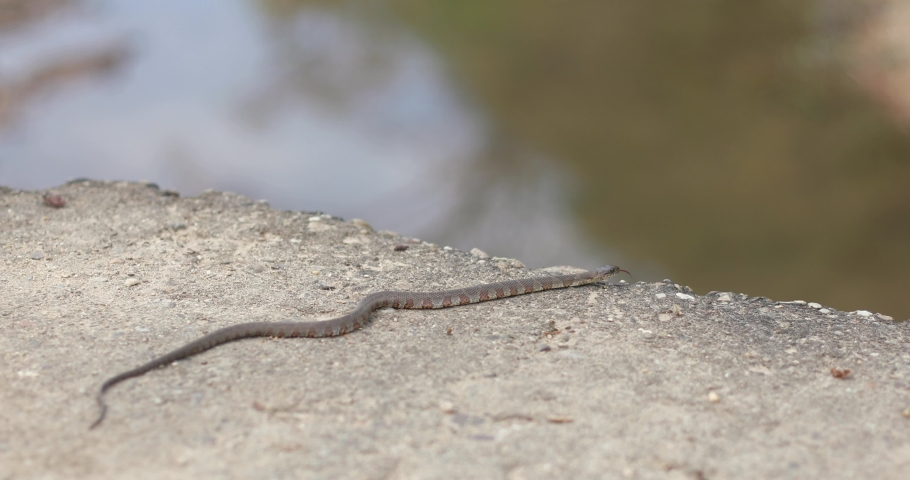 The copperhead snake, or Agkistrodon contortrix, is a species of venomous snake. It lives mainly on the eastern coast of North America and in the Mississippi.