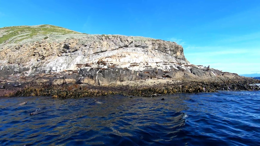 Fur Seals Lazing on the Rocks at Bruny Island Tasmania