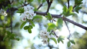 Closeup view video of beautiful blooming with small white flowers branches of trees isolated at sunny sunset blue sky background.