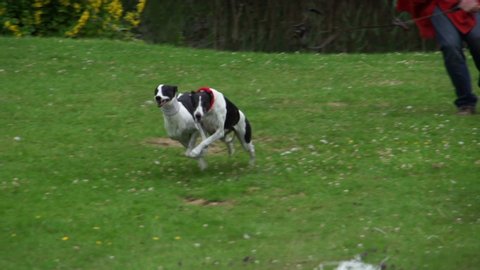Whippets or Greyhound Dogs running very fast. Filmed outdoors in Super Slow motion. Stock Video Clip Footage