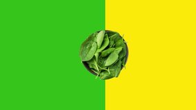 Footage of rotating spinning bowl with fresh spinach leaves on dutotone green yellow background. Creative animated food video healthy plant based diet vegan vitamins concept