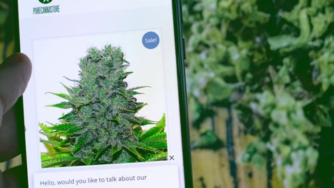 cannabis light online shop buy ganja light with smartphone in Toronto, Canada, 04 May 2020