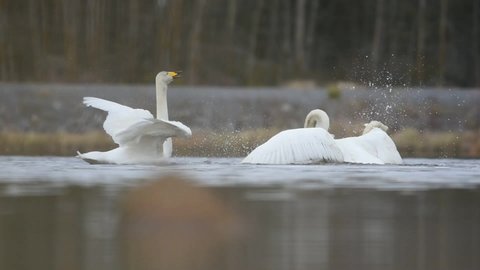 Two male whooper swans (Cygnus cygnus) having a brutal fight. 