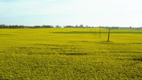 Drone video of yellow oilseed rapes in country side at day time.