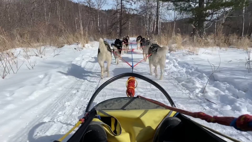 Dog sledding in Listvyanka a small town in Irkutsk Oblast on the shores of Lake Baikal. In winter the dogs pull the sled across a snow-covered landscape. It is a fantastic way to experience nature.