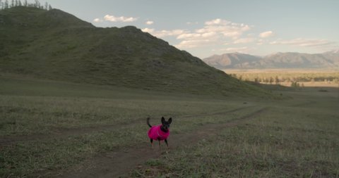 Black sheperd dog running in monument valley,
