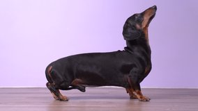 Obedient dachshund is training the lay command with owner or handler. Dog lays down and gets up, receives treat as reward for good behavior. Shooting video tutorial on raising pet and teaching tricks
