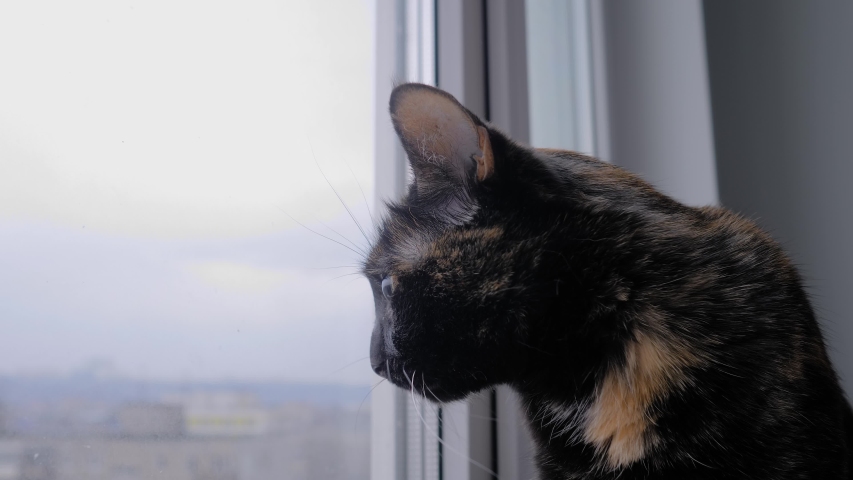 Side view: portrait of black cat with wide open eyes sitting on windowsill and looking at window at home - slow motion, close up. Animal and pet concept