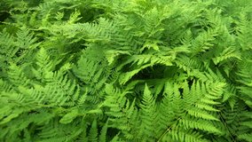 Delicate leaves and fronds of wild ferns flutter and sway in a steady breeze in a forest wilderness.