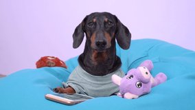 Funny dachshund blogger sits in multi shape pear chair with favorite soft toy and smartphone, barking and shooting video lesson on training owners. Dog is talking on phone via handsfree communication