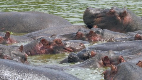 A flock of African hippos resting on the river. Close up shot. Queen Elizabeth National Park, Kasese, Uganda.
