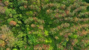 Aerial drone footage of beautiful rural Village with green forest and clean river