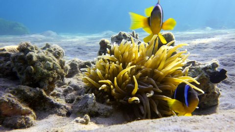 Tropical clownfish swimming in the anemone. 
Nemo and anemone. Underwater  fish footage of the wildlife on the coral reef.
Clown fish and sea anemone