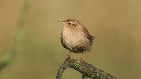 Eurasian Wren (Troglodytes troglodytes) singing on the branch, very small brown bird, the only member of the wren family Troglodytidae found in Eurasia and Africa (Maghreb).