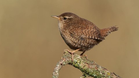 Eurasian Wren (Troglodytes troglodytes) singing on the branch, very small brown bird, the only member of the wren family Troglodytidae found in Eurasia and Africa (Maghreb).