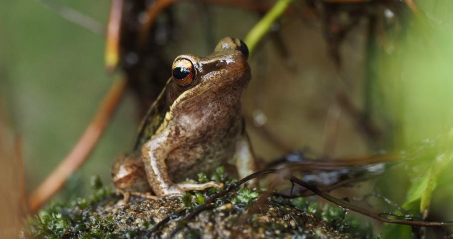 Common Southeast Asian Tree Frog - Polypedates leucomystax, species in the shrub frog family Rhacophoridae, also known as four-lined tree frog, golden tree or striped tree frog.
