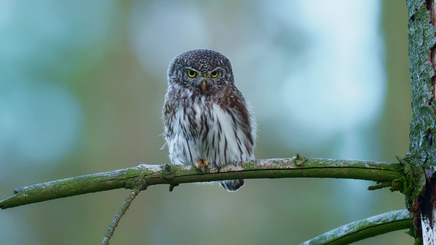 Eurasian Pygmy-Owl - Glaucidium passerinum sitting on the branch with the prey in the forest in summer. Small european owl with the green background. Royalty-Free Stock Footage #1051795087