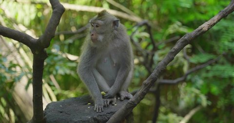 Macaques Monkeys in Bali Indonesia from Monkey Forest in Ubud Area UHD 4k