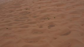 Trees of the Arabian Peninsula. Aerial video. Dry landscape. Untouched nature. 