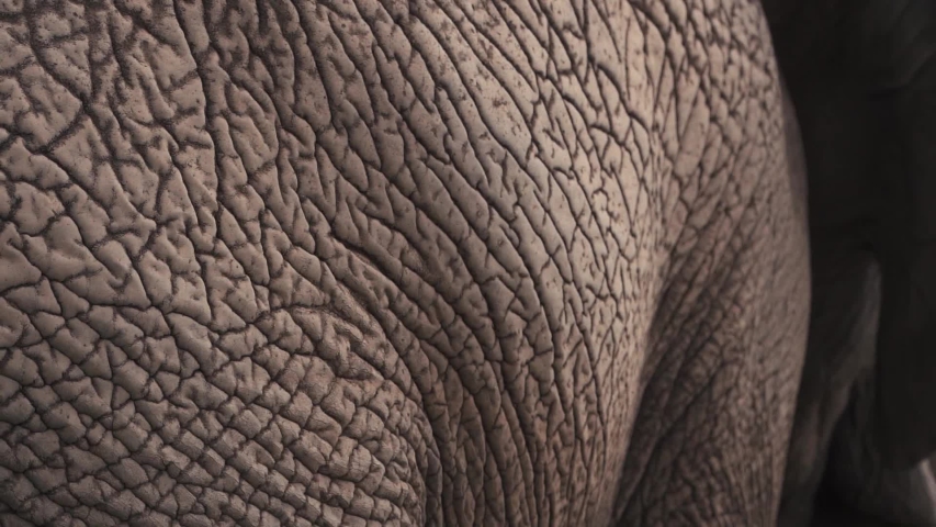 Extreme side close up of African elephant's ridged creased skin and head
